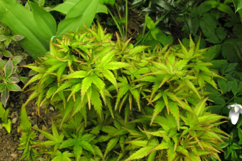Acer palmatum 'Sharp's Pygmy'