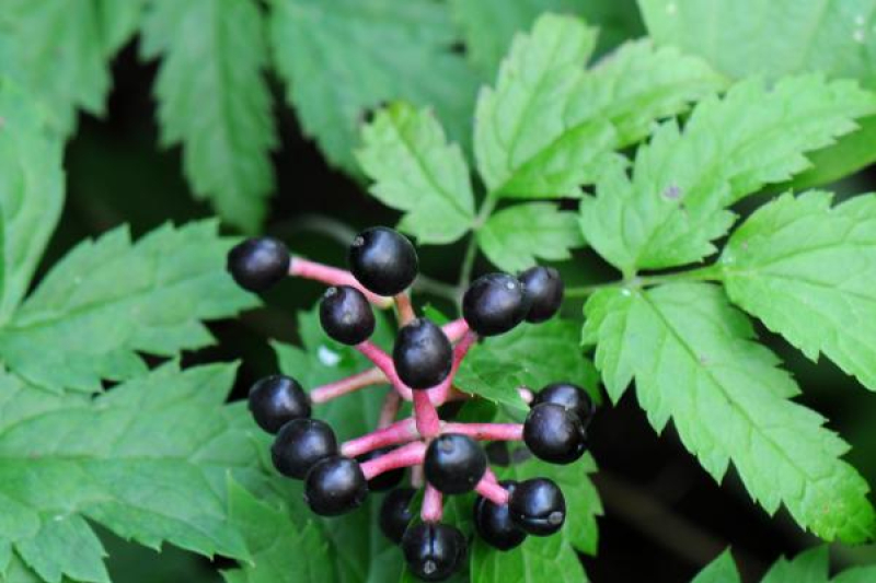 Actaea spicata