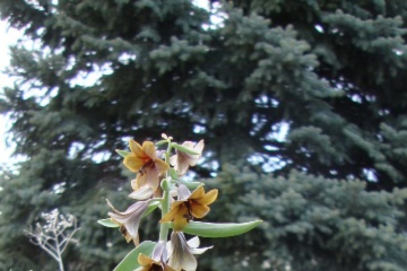 Fritillaria sewerzowii