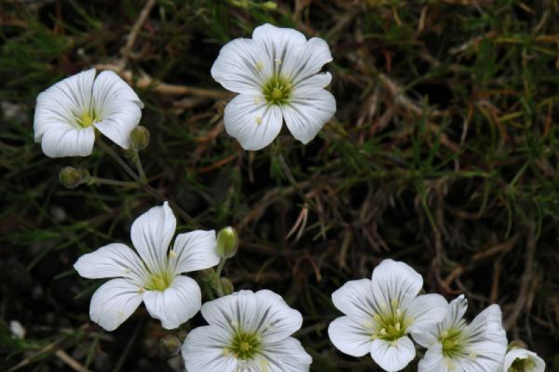Arenaria laricifolia; photo by Todd Boland