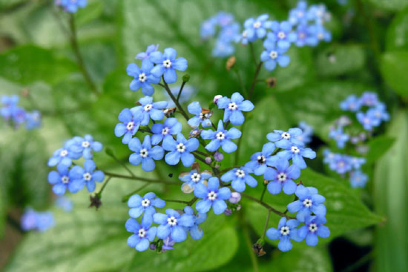 Brunnera macrophyllum flowers, photo by Todd Boland
