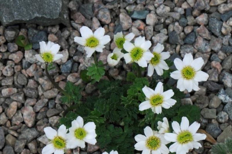Callianthmum coriandrifolium