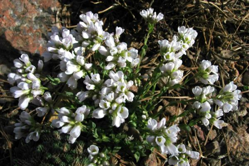 Coluteocarpus vesicaria