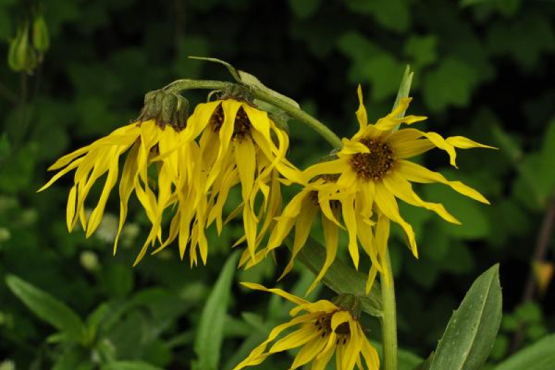 Cremanthodium brunneo-pilosum