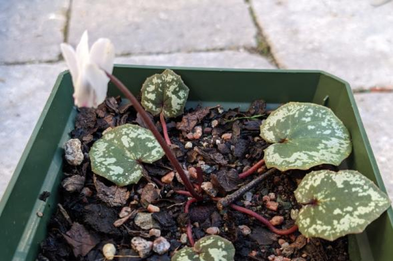 Cyclamen cyprium