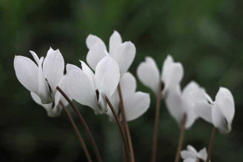 Cyclamen intaminatum