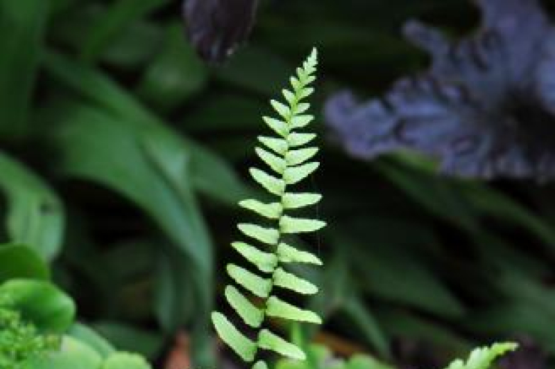 Asplenium platyneuron; photo by Todd Boland