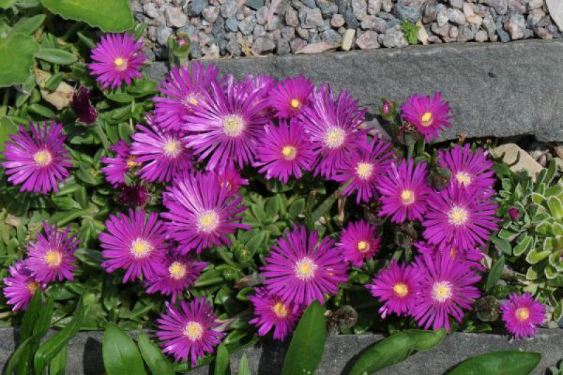Delosperma 'John Proffitt'