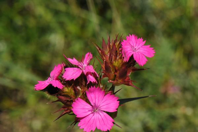 Dianthus cruentus