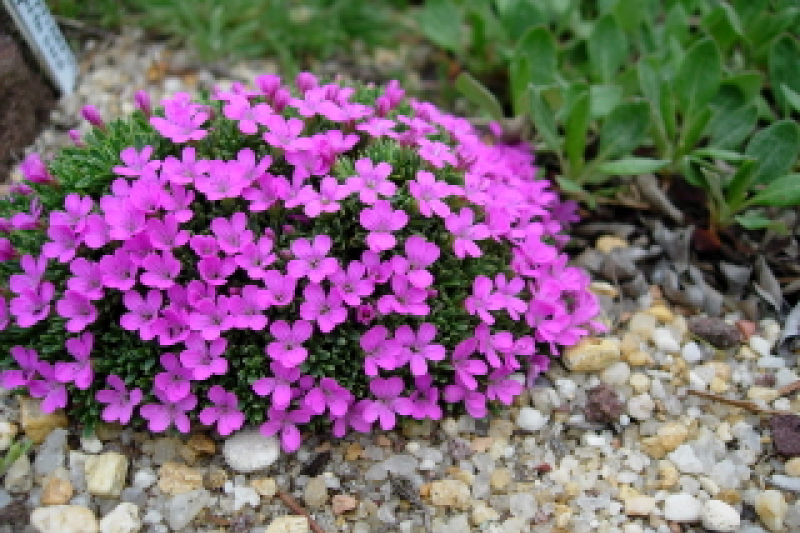 Dianthus myrtinervis ssp caespitosus, photo by Mike Slater