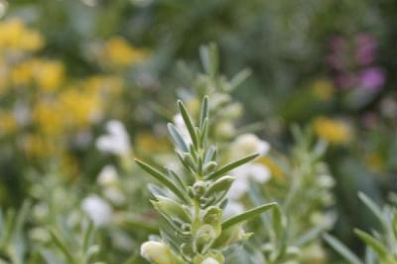 Dracocephalum muticaule