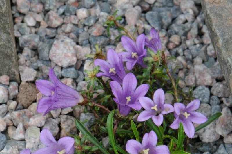 Edraianthus serpyllifolius