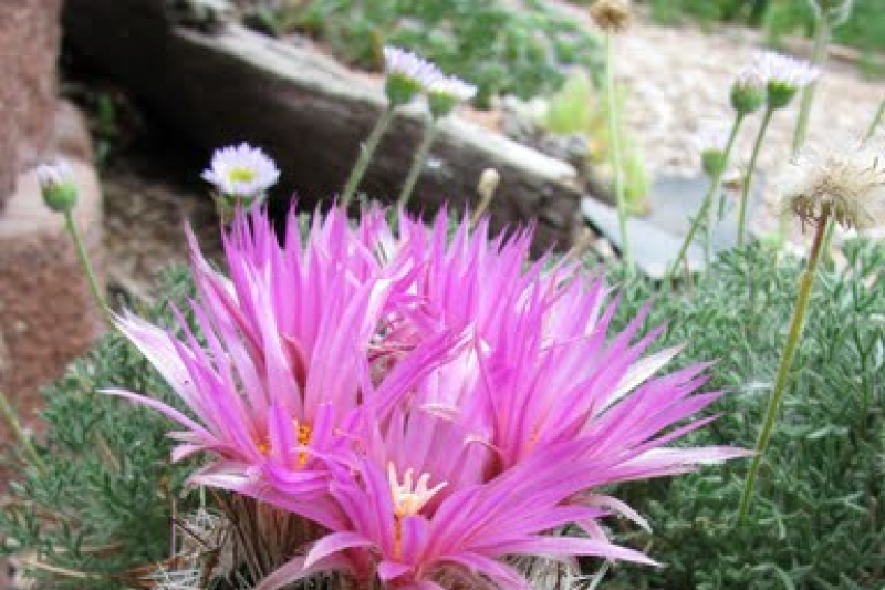 E. vivipara, photo by Panayoti Kelaidis