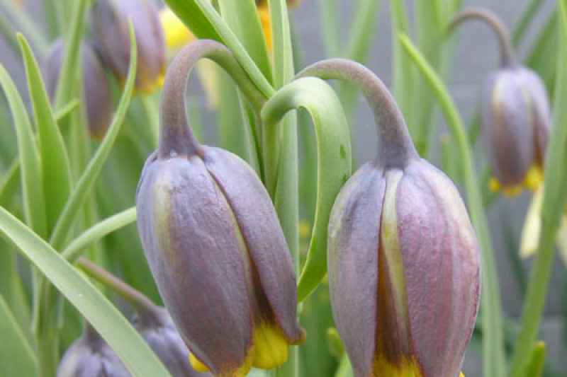 is actually Fritillaria uva-vulpis