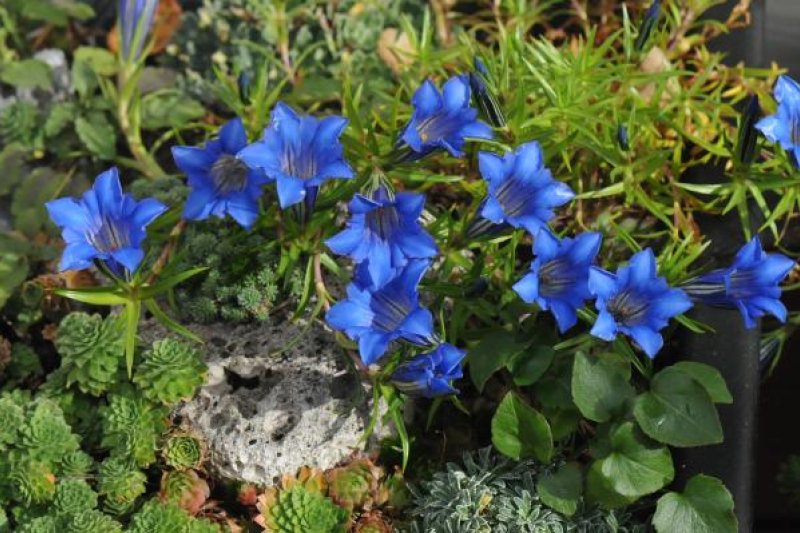 Gentiana sino-ornata