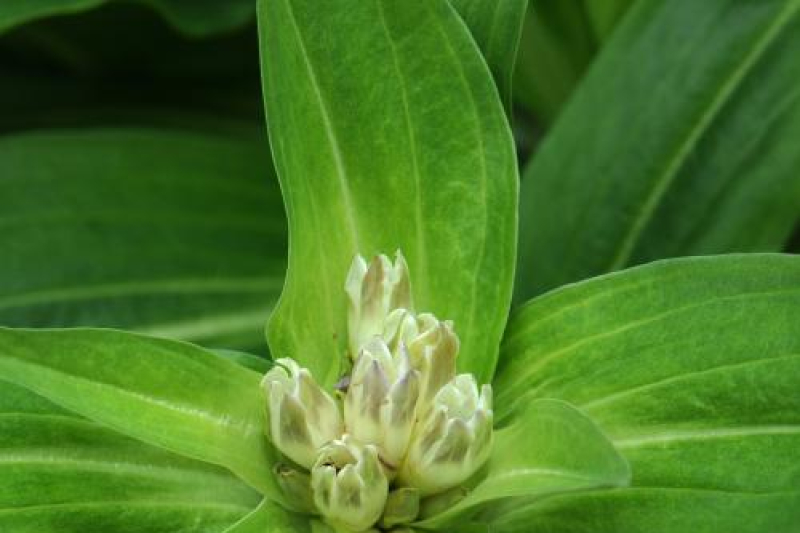 Gentiana tibetica; photo by Todd Boland