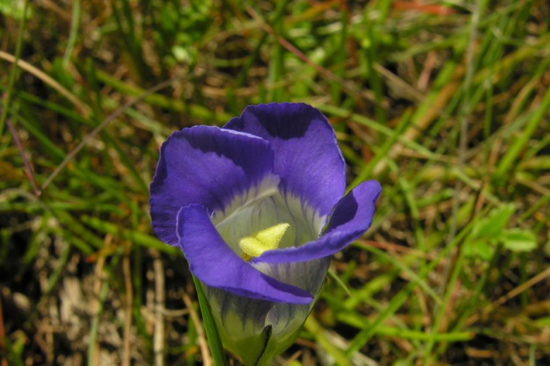 Gentianopsis nesophila