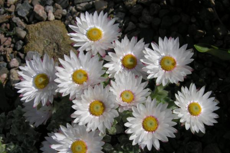 Helichrysum milfordiae; photo by Todd Boland