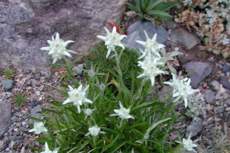 Leontopodium wilsonii; phoot by Todd Boland