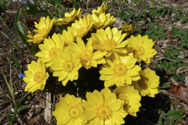 Adonis vernalis; Calgary, AB.