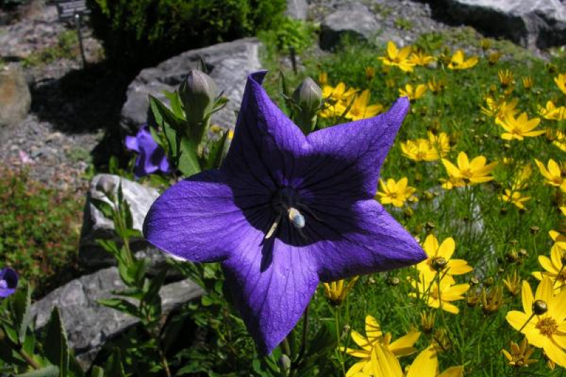 Platycodon grandiflorum