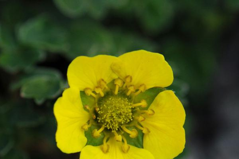 Potentilla cuneata