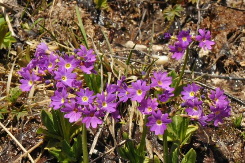 Primula auriculata in the wilds of the Greater Caucasus