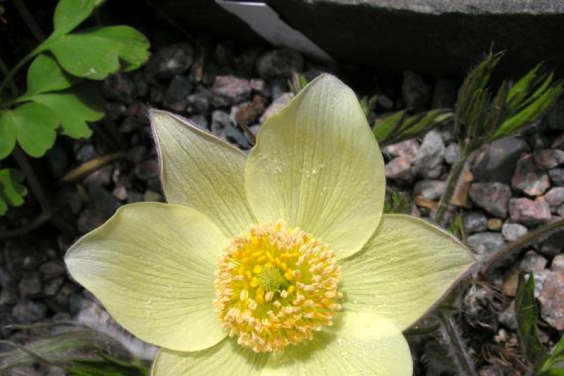 Pulsatilla patens subsp. flavescens; photo by Todd Boland