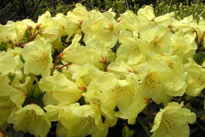 Rhododendron 'Wren'
