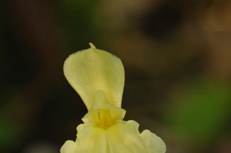 Roscoea cautleyoides