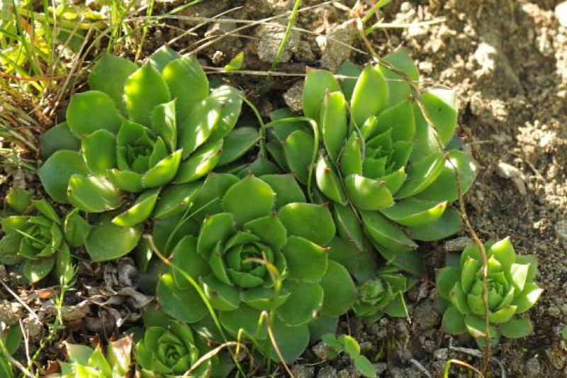 Sempervivum caucasicum, near Tblisi, Georgia