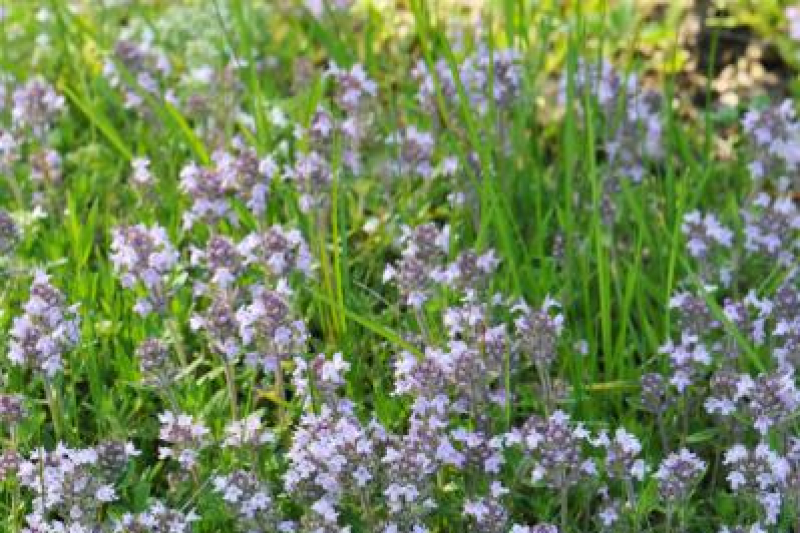 Thymus tiflisiensis