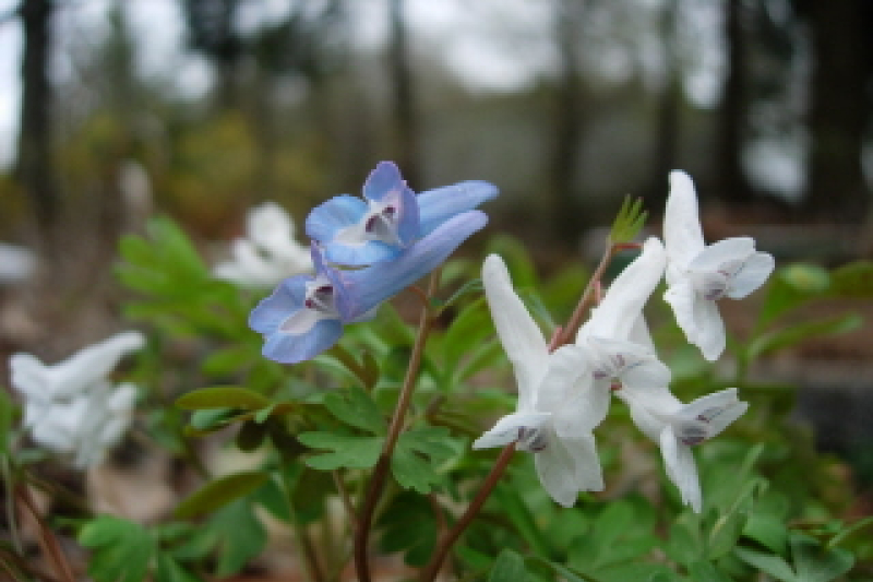 Corydalis ornata seedlings, photo by Mike Slater
