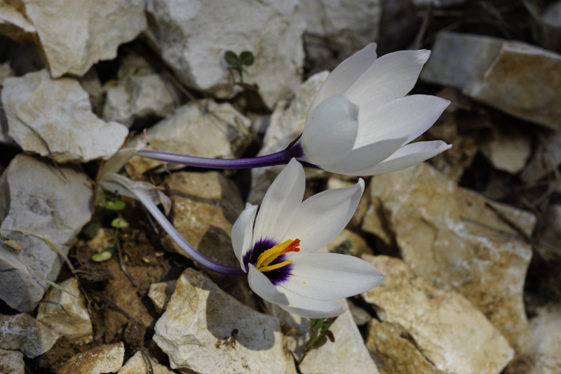 Crocus mathewi