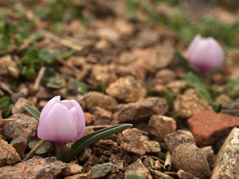 Colchicum triphyllum