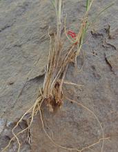 Allium sikkimense - vertical stolons