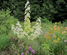 Melanthium latifolium