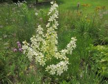 Melanthium latifolium