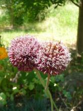 Allium amethystinum