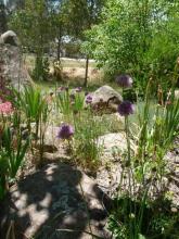 Pinnacle Bed with alliums