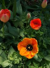 Tulip red and yellow