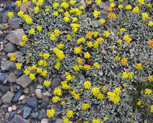 Eriogonum incanum