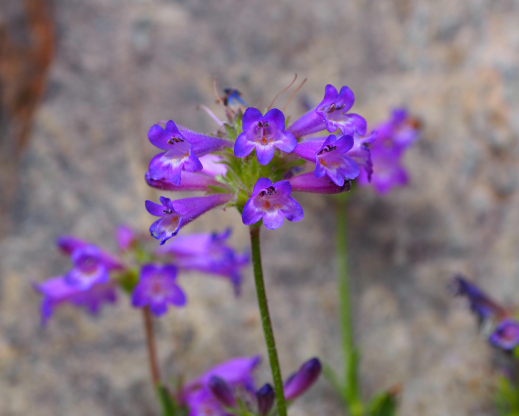 Penstemon heterodoxus in the wild