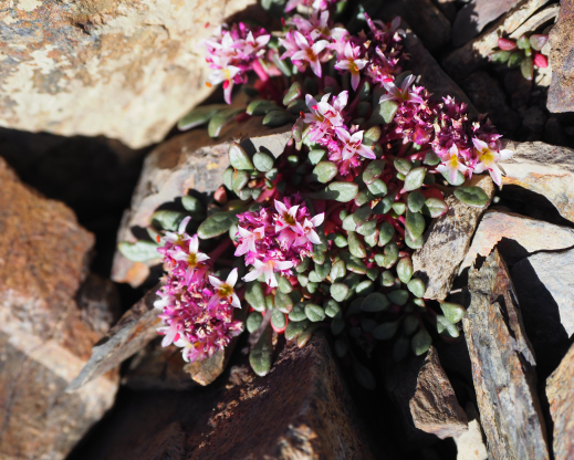 Calyptridium umbellatum var. caudiciferum,  the showier alpine variety.