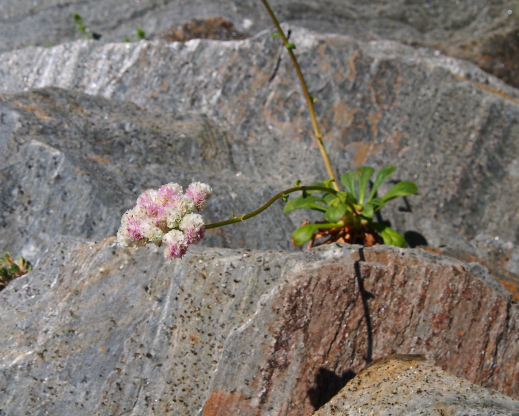 Calyptridium umbellatum var. umbellatum, the common, low-elevation form of this species