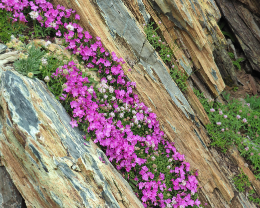Natural crevice garden in the Upper Virginia Canyon.