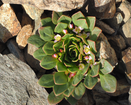 The crevice garden is designed to accommodate the deep root  systems of plants like this Claytonia megarhiza. 