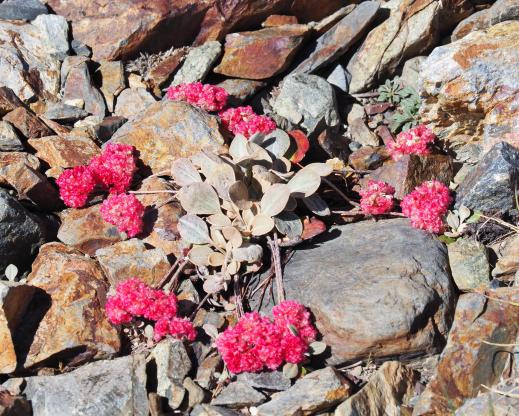 Lobb’s buckwheat (Eriogonum lobbii)