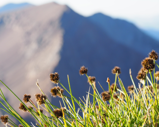 Cloud sedge (Carex haydeniana) near Koip Peak