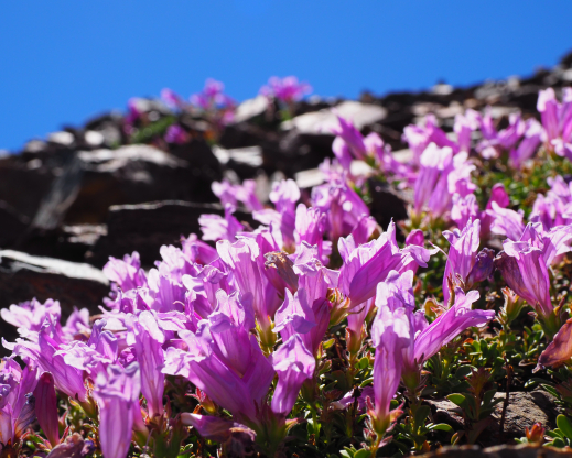 Penstemon davidsonii just past peak bloom on Kuna Peak.